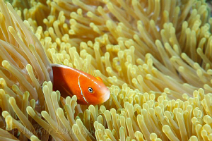 Pink (skunk) anemone fish playing "hide and seek". Canon ... by Vladimir Levantovsky 